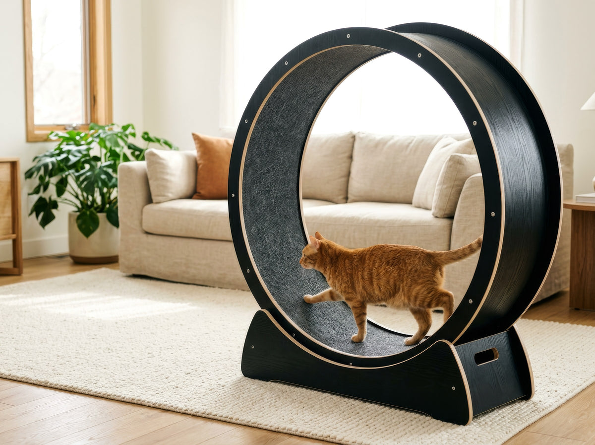 Indoor cat running on the PURRSTRIDE wheel in a bright living room